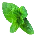 Mint 3@0.25x
